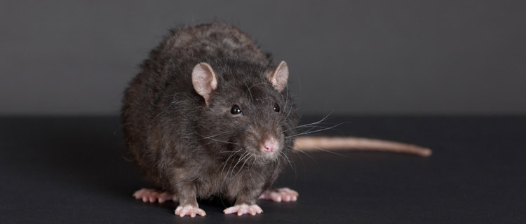 Deratisation : lutter contre les rats et les souris