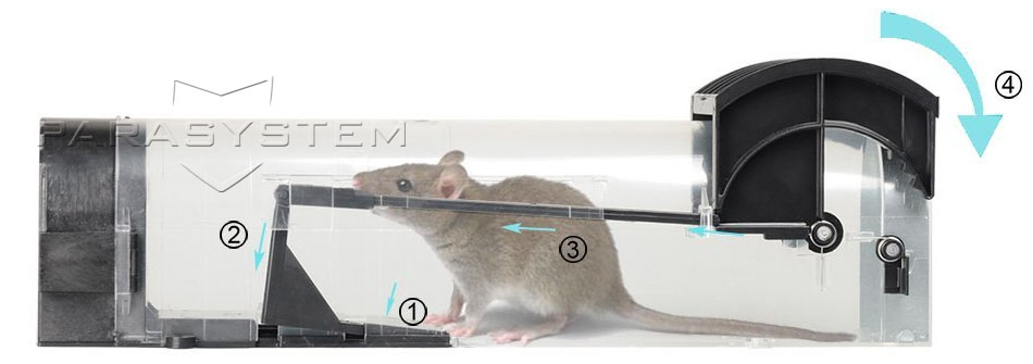 3 astuces efficaces pour attraper une souris vivante